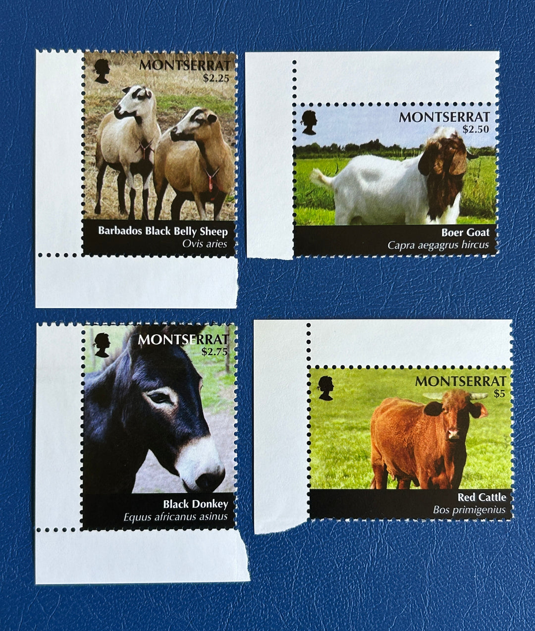 Montserrat - 2011 - Animals (fauna) -  MNH**
