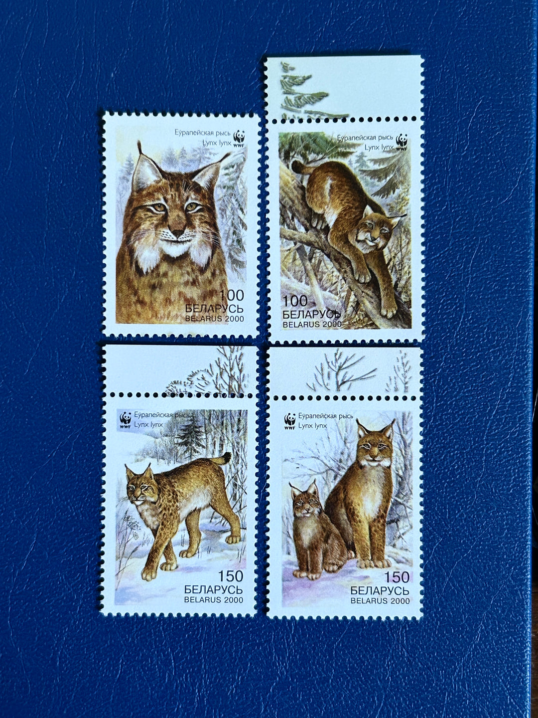 Belarus Sc 354-7 2004 Lynx (fauna) MNH**