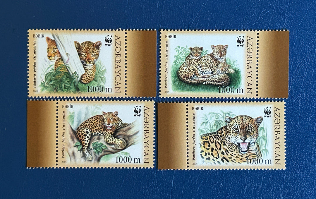 Azerbaijan Sc728 2005 Caucasian Leopard (fauna) MNH**