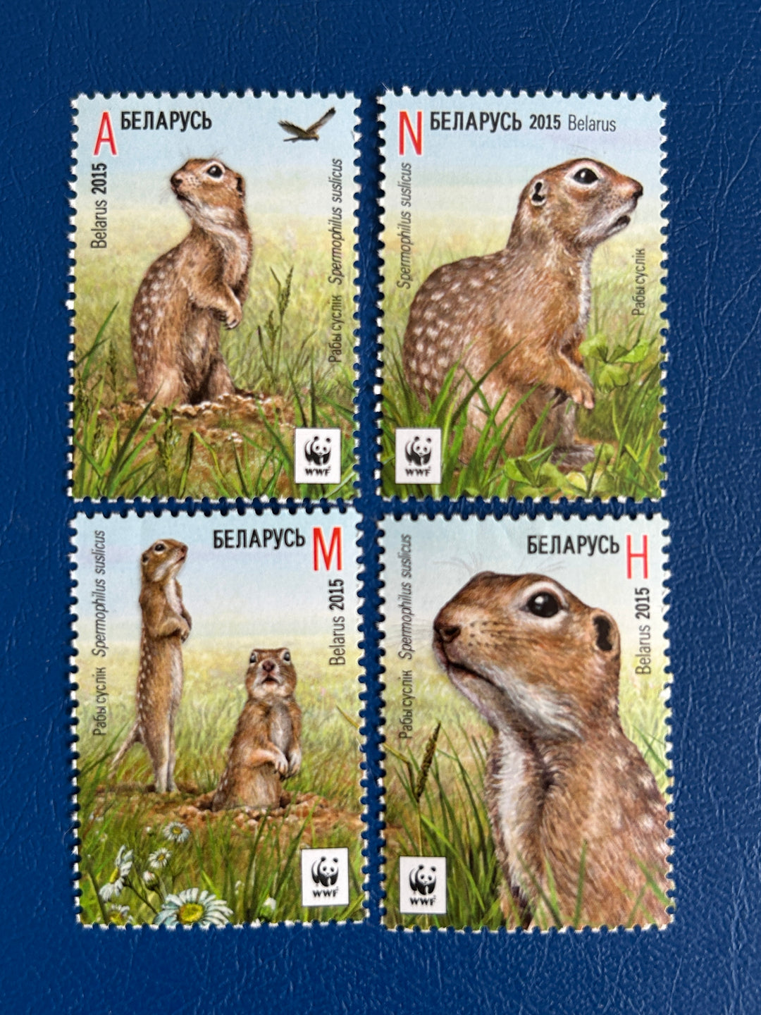 Belarus - 2014 - Speckled Ground Squirrel(Fauna) - MNH**