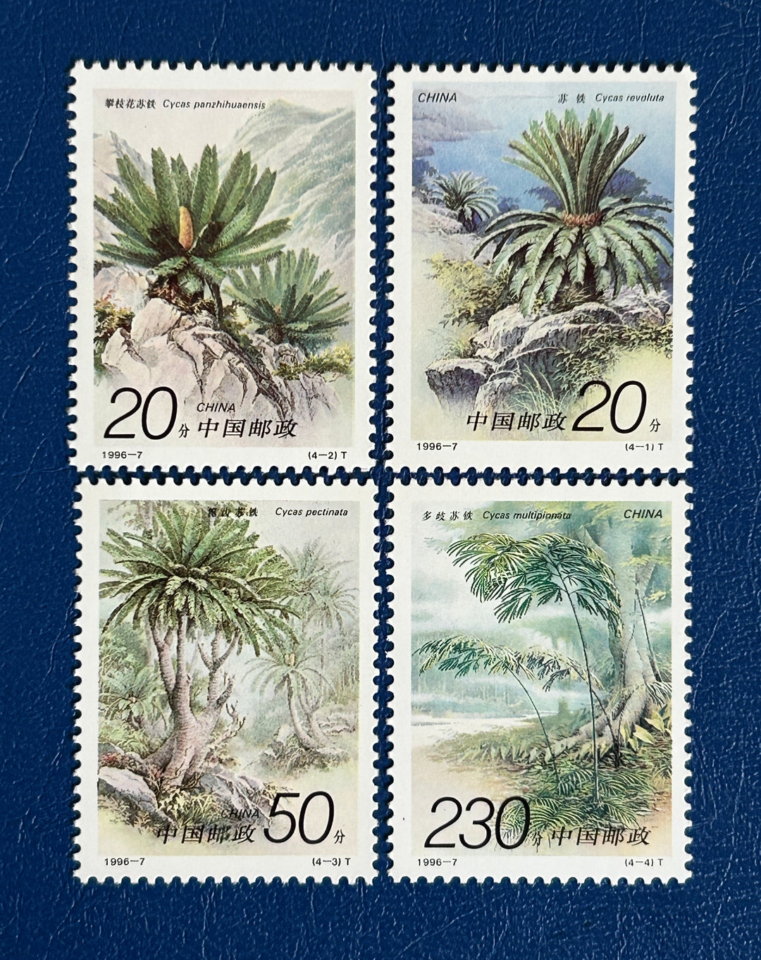 Chine - 1996 - Flore : Cycas - mnh
