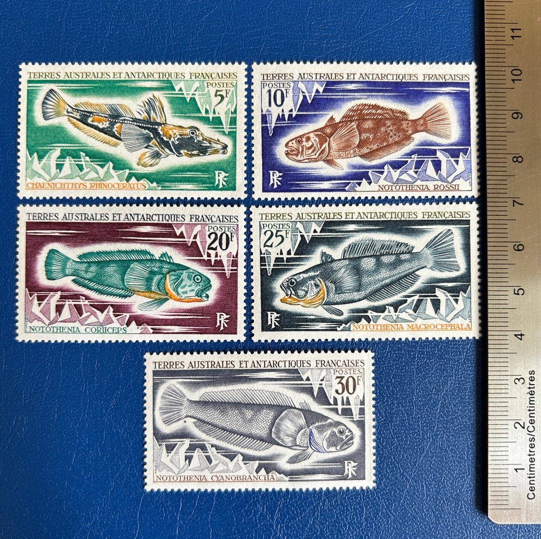 French Southern & Antarctic Lands - Original Vintage Postage Stamps- 1971 - Fish - for the collector, artist or crafter