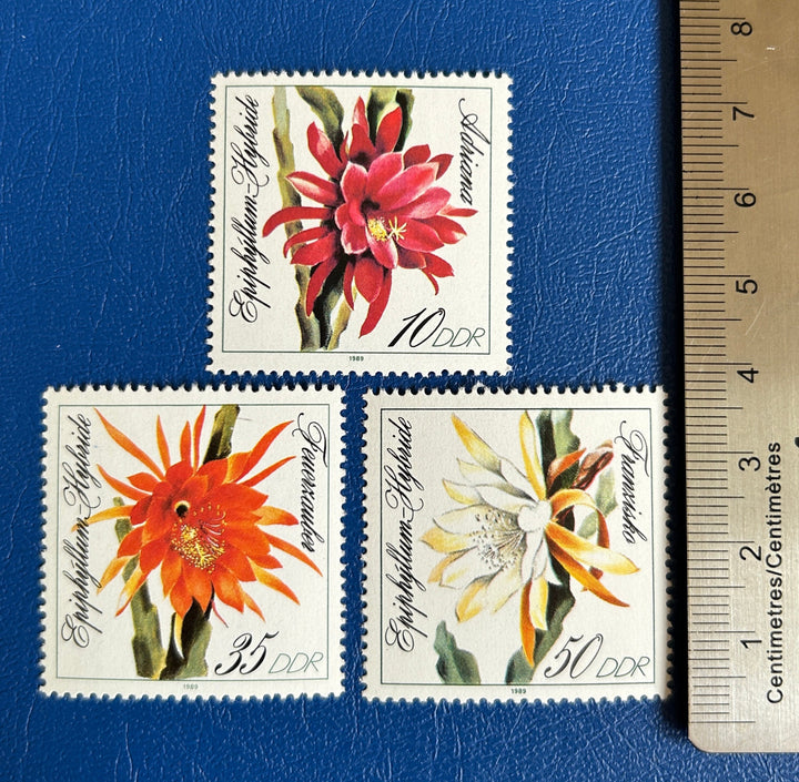 Germany (DDR) - Original Vintage Postage Stamps- 1989 Leaf Cactus Varieties - for the collector, artist or crafter